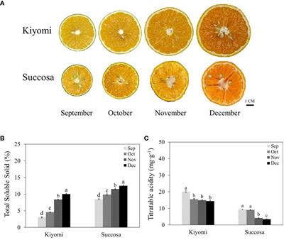 Analysis of sugar components and identification of SPS genes in citrus fruit development